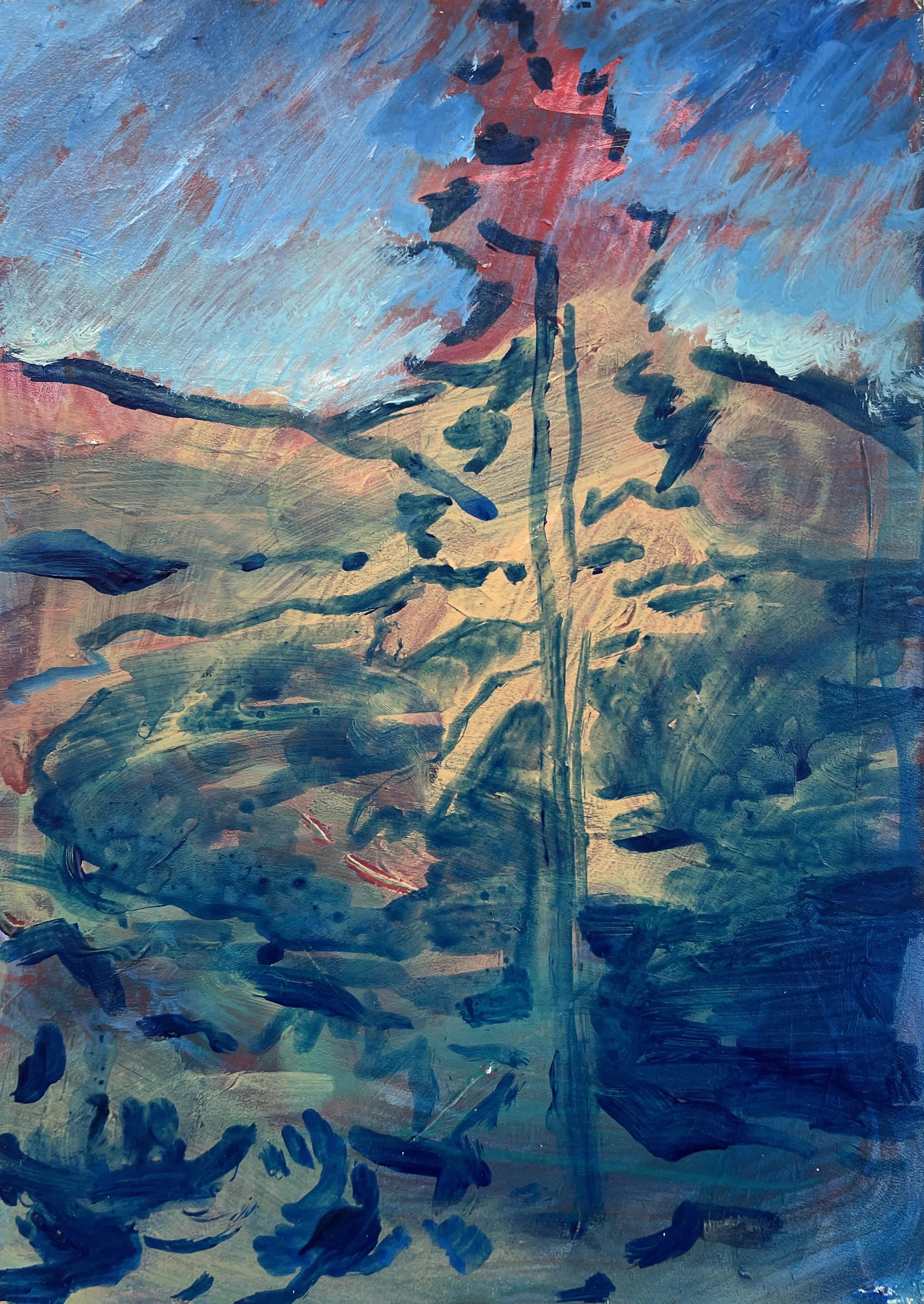 Pine eye.JPG