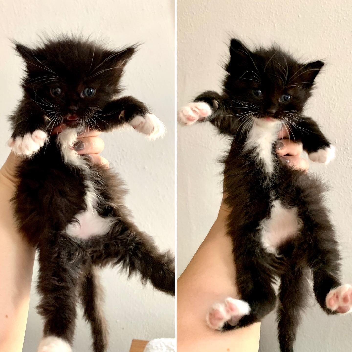 Squish &amp; Pop may be wearing outfits by the same designer, but they each have their own personal style. There&rsquo;s only one thing I use to tell them apart, do you see what it is?

#cutekittens #blackandwhitekittens #fosterkittens #squish #pop