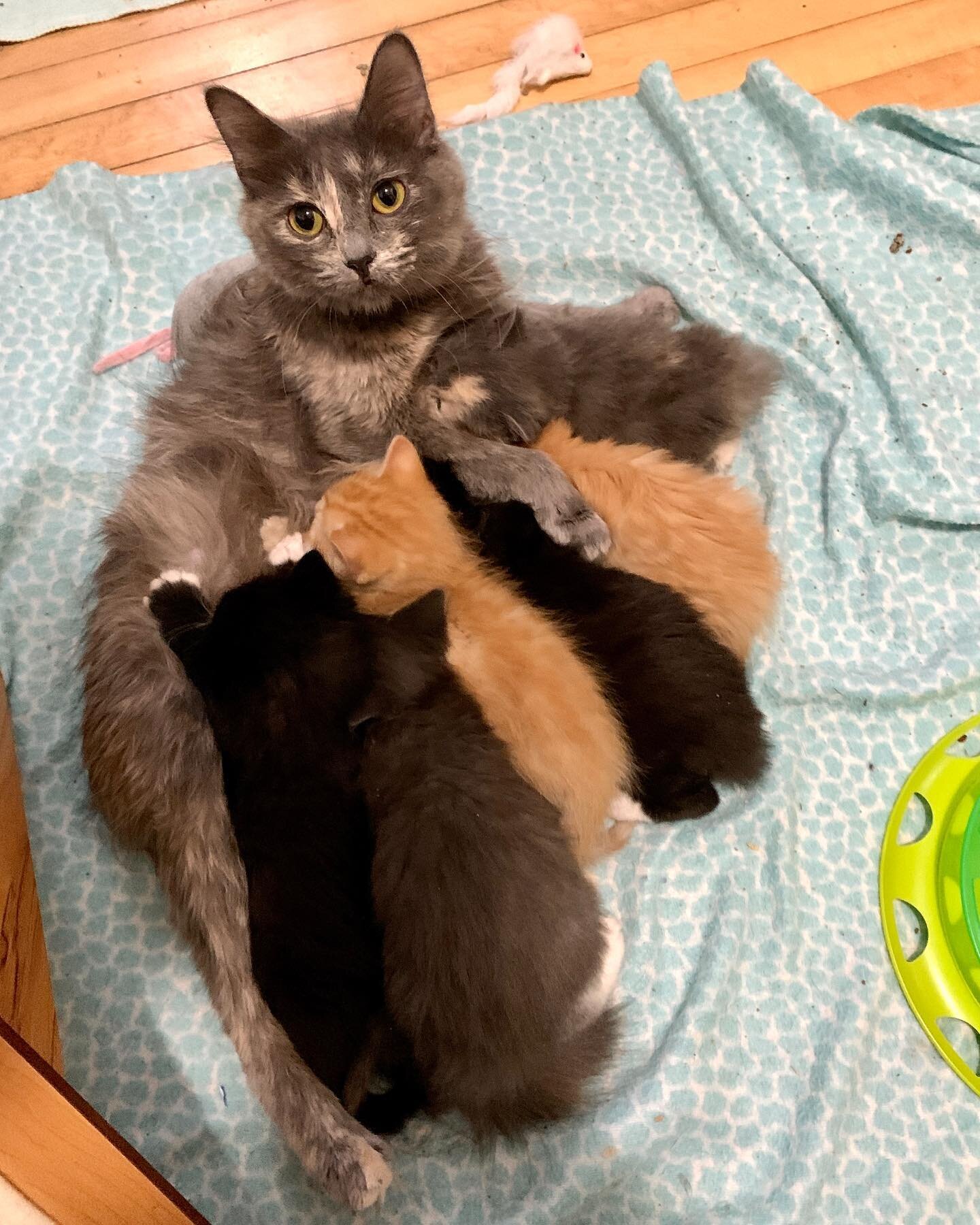 Can you find all six mini fluffs in this picture?

#fluffykittens #mamacatsaresospecial #fosteringsaveslives #mamamorton #pop #six #squish #uhuh #cicero #lipschitz