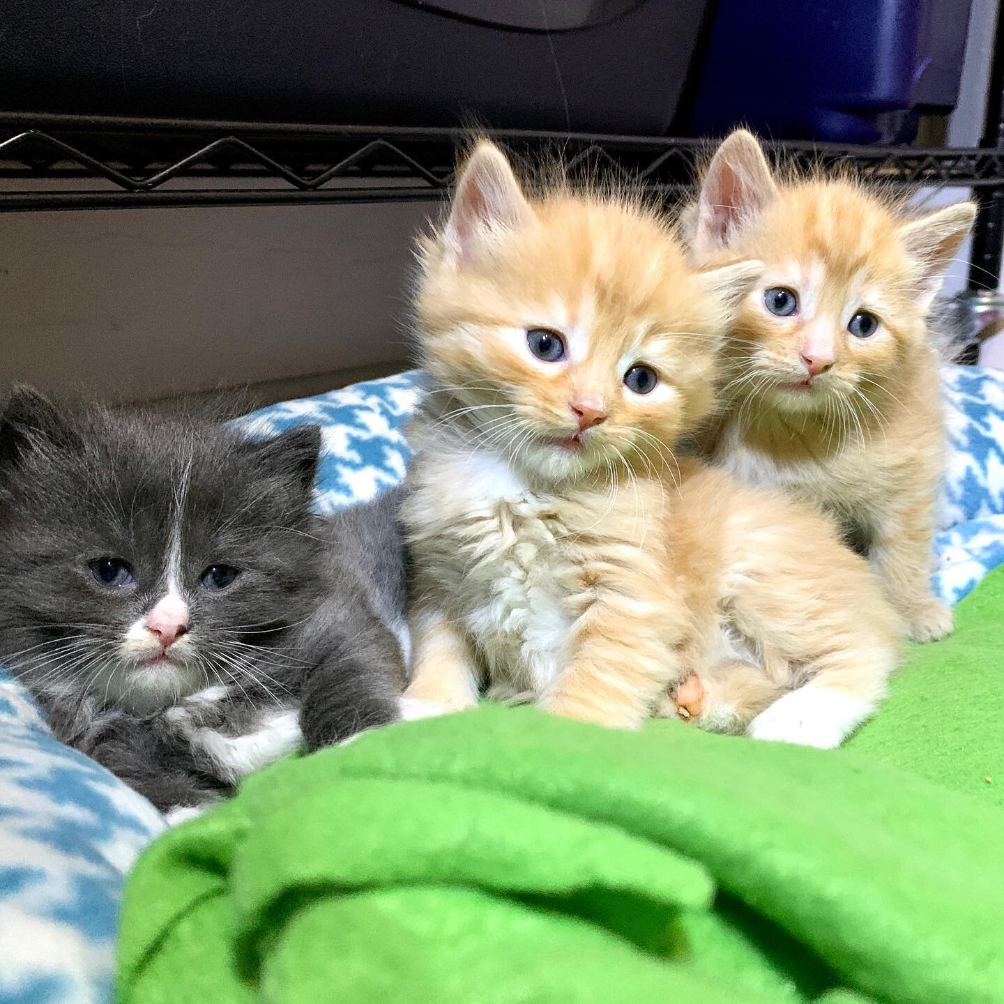 Cicero, Lipschitz, &amp; Six, triple trouble for maximum cuteness. 

#kittens #fluffy #cicero #lipschitz #six