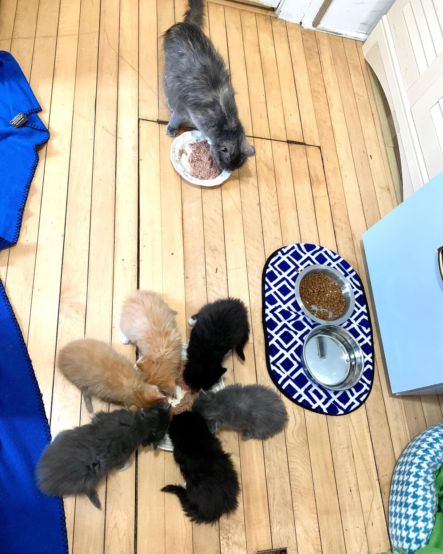When you have a large litter of kittens the good thing is, there are lots of kittens to entertain each other; they don&rsquo;t require as much hands on time, making managing a full time job and other responsibilities easier. The bad thing is, they do