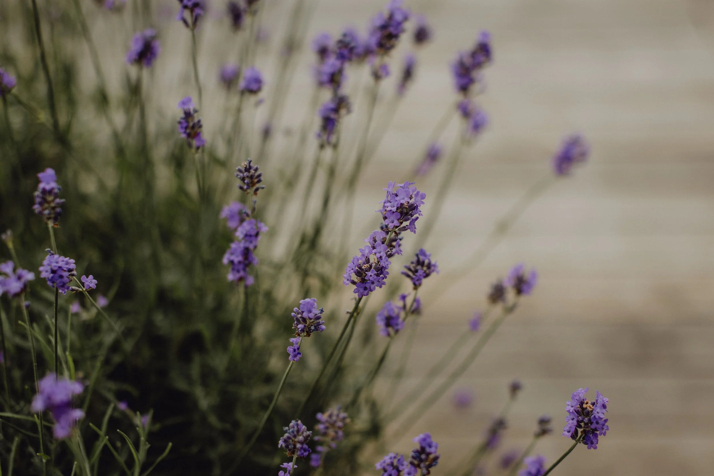 Hochzeit Schloss an der Eisenstraße Waidhofen an der Ybbs Niederösterreich
