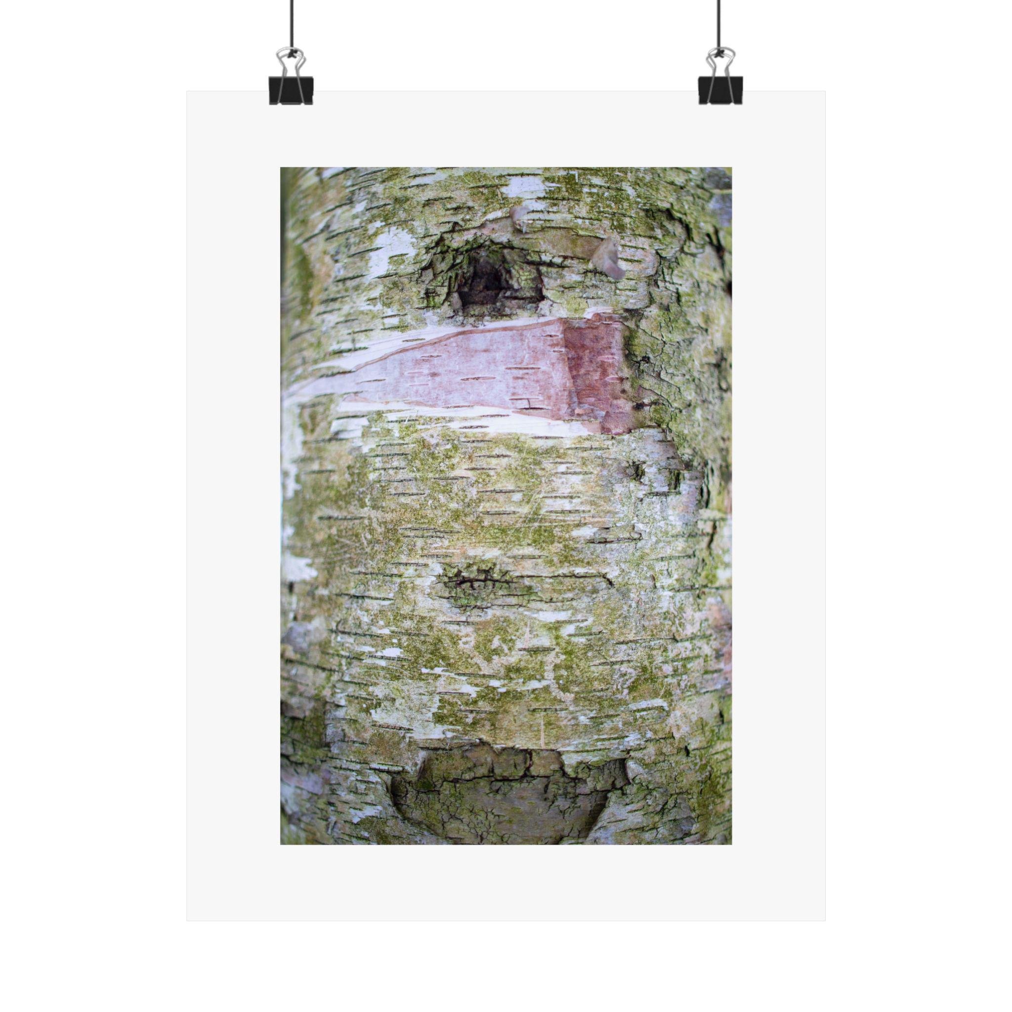 https://i.etsystatic.com/41323394/r/il/4a8cbf/6276197794/il_fullxfull.6276197794_ciuj.jpg