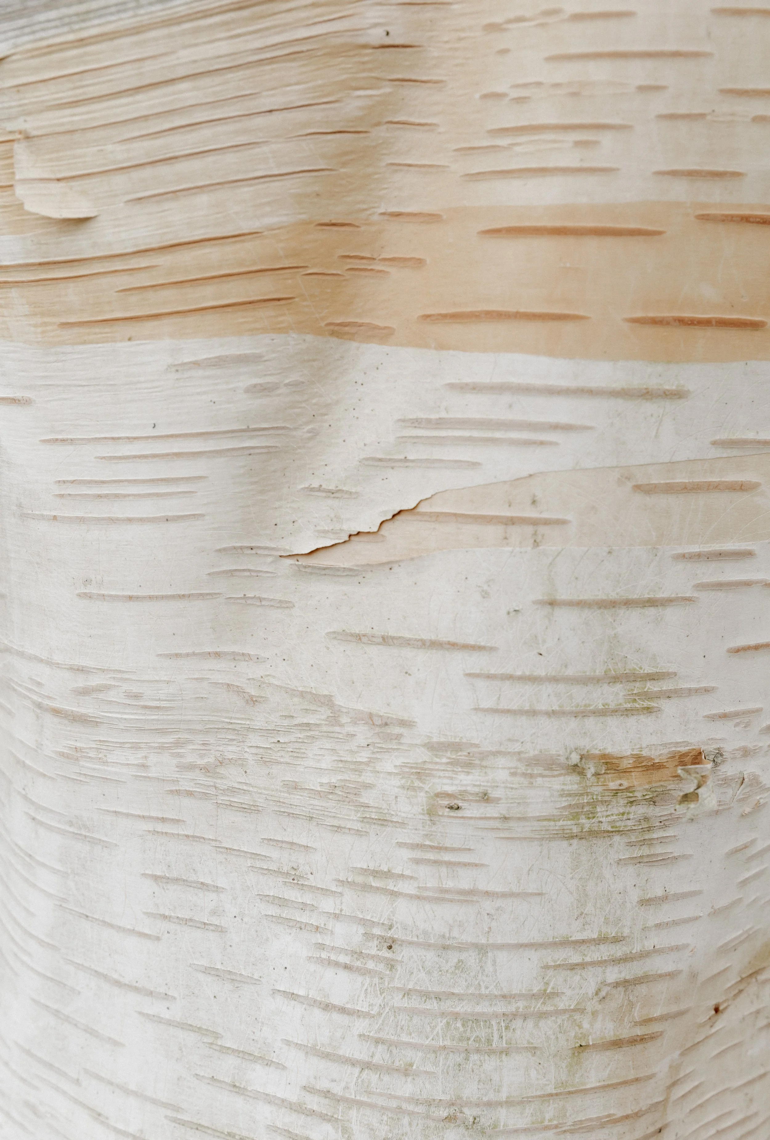 ballard_photo walk march32.jpg