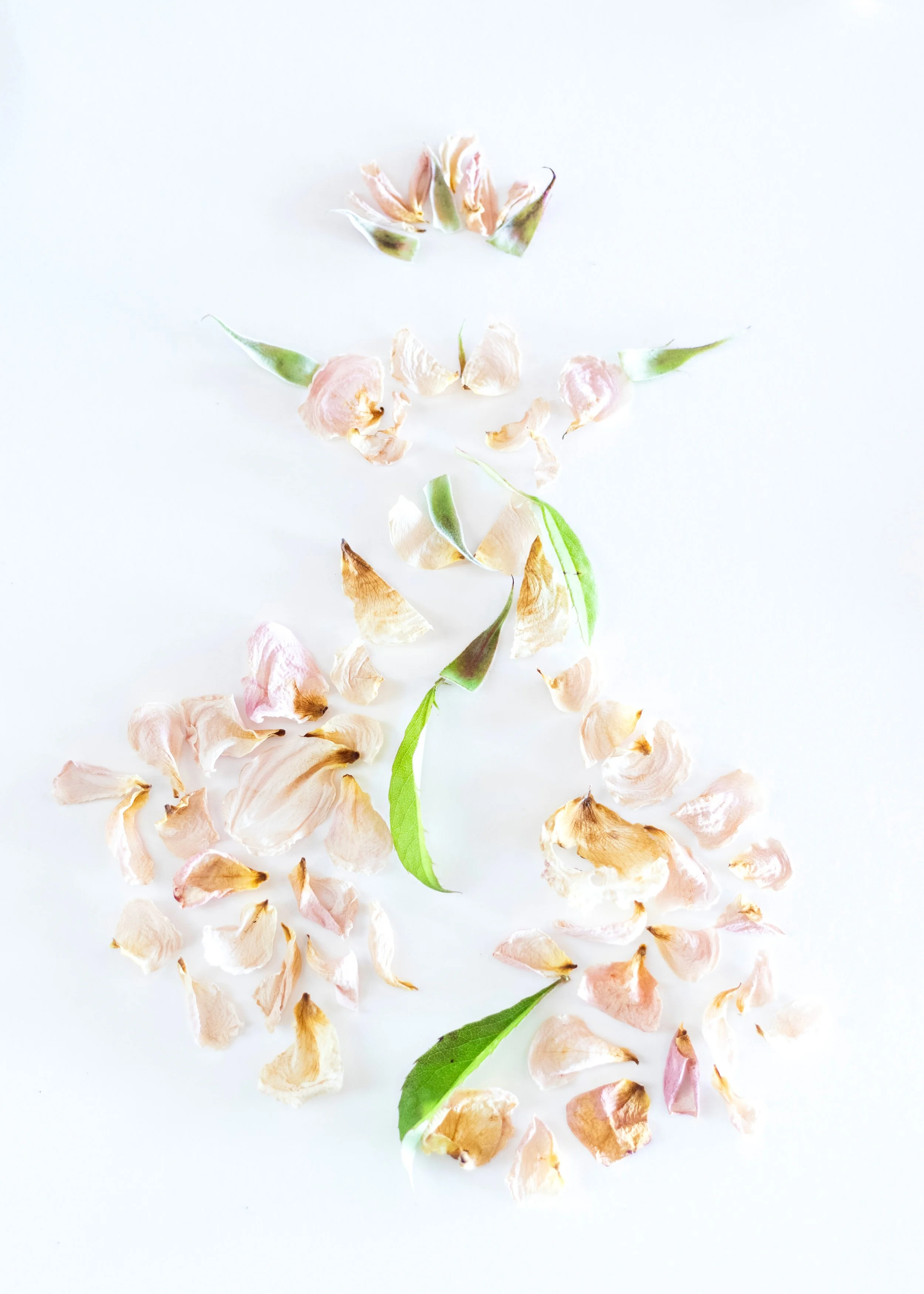 fairy_fashion_5x7 (1).jpeg