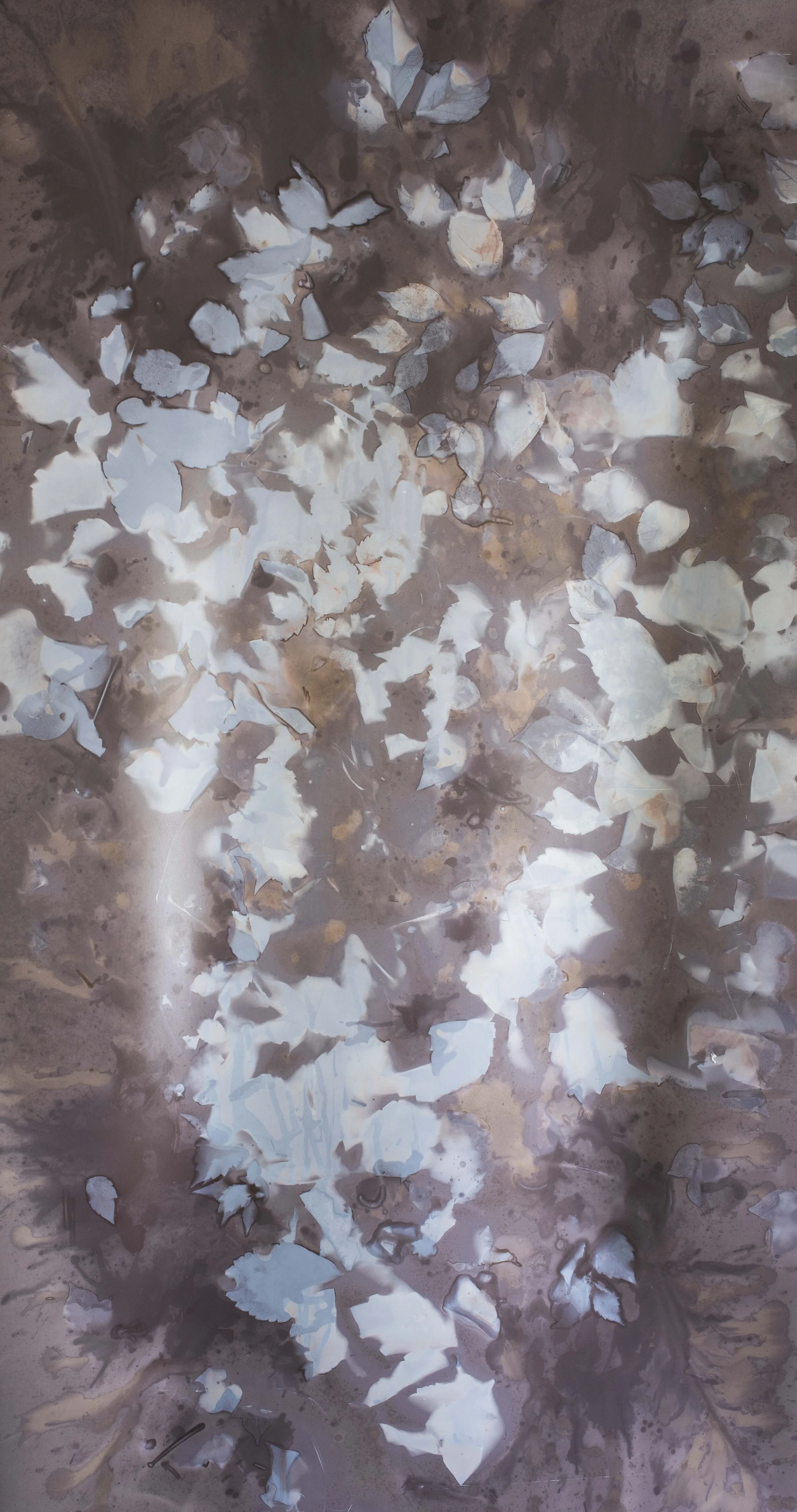 Lumen Print With Various Surface Treatments 25 x 43in.