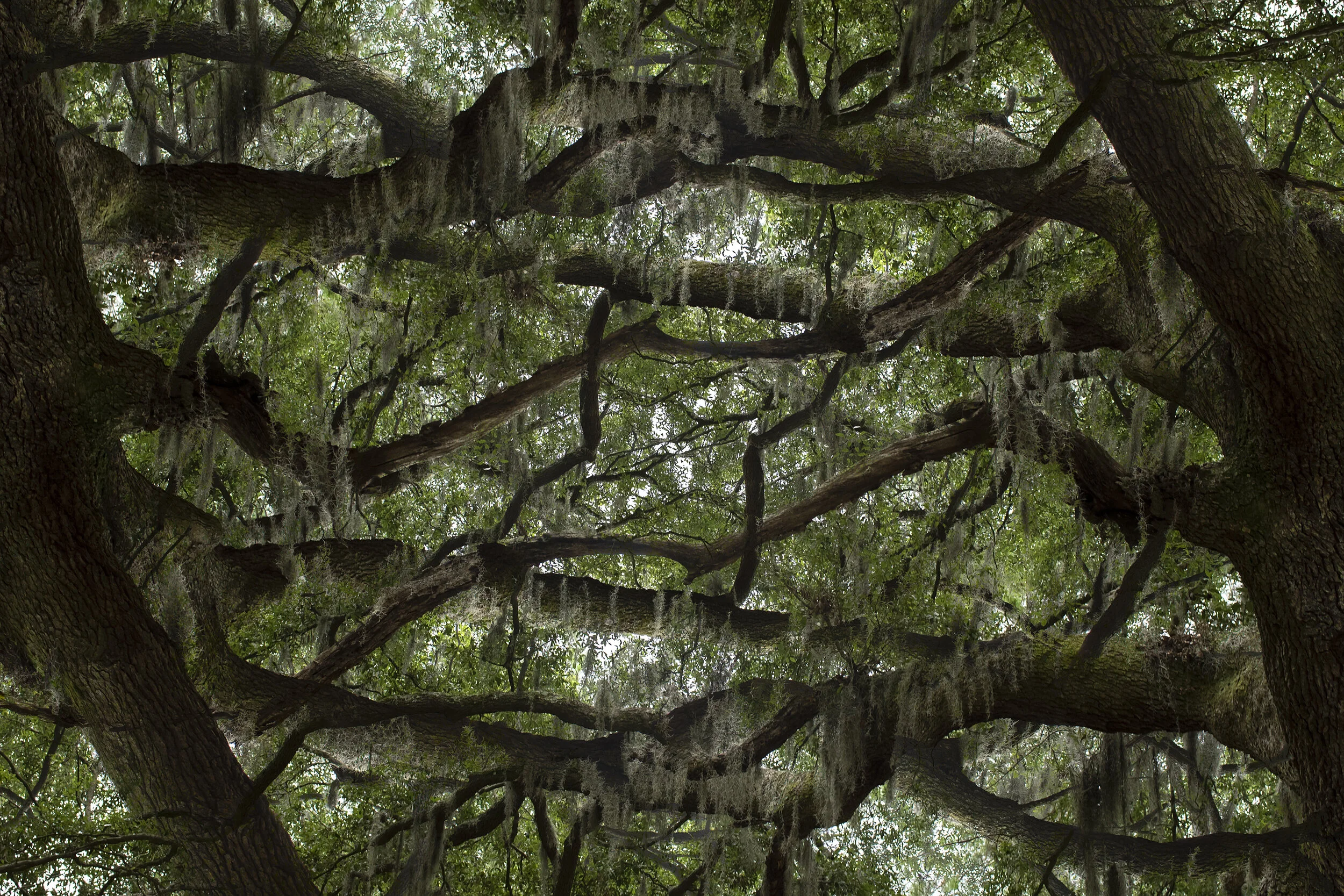 Wild_Tree_Print_JPG_SMALL.jpg