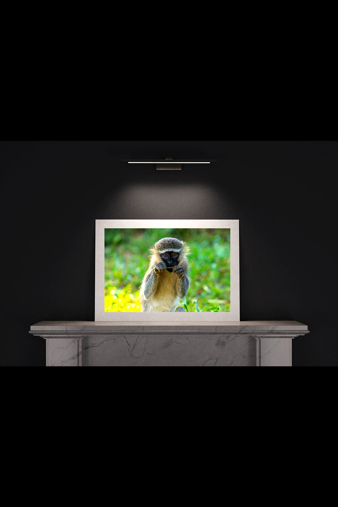 (7.5) FP_A1_L_MantlePiece-Vervet_Monkey_(Landscape)-05893).jpg