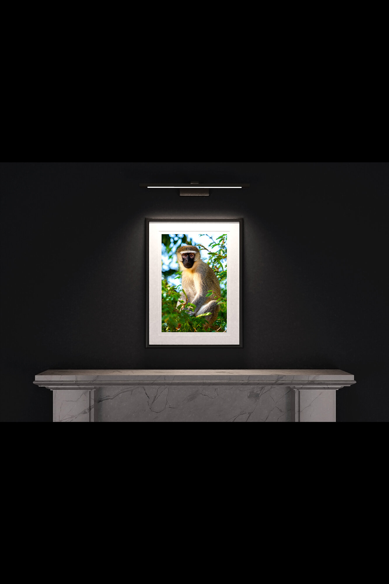 (1) FP_A2_PF_MantlePiece-(Vervet_Monkey_(Portrait)-05822).jpg