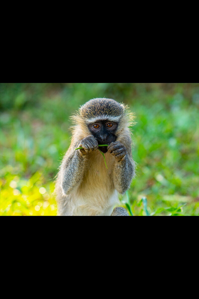 Vervet_Monkey_(Landscape)-05893 copy.jpg
