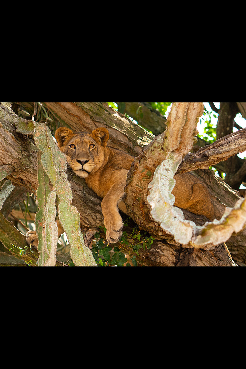 Lioness_In_Tree-04528 copy.jpg