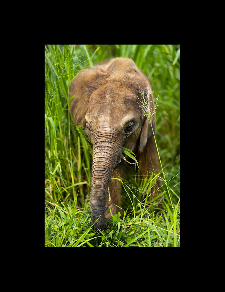 Baby_Elephant_(Portrait)-(Colour)-06280.jpg