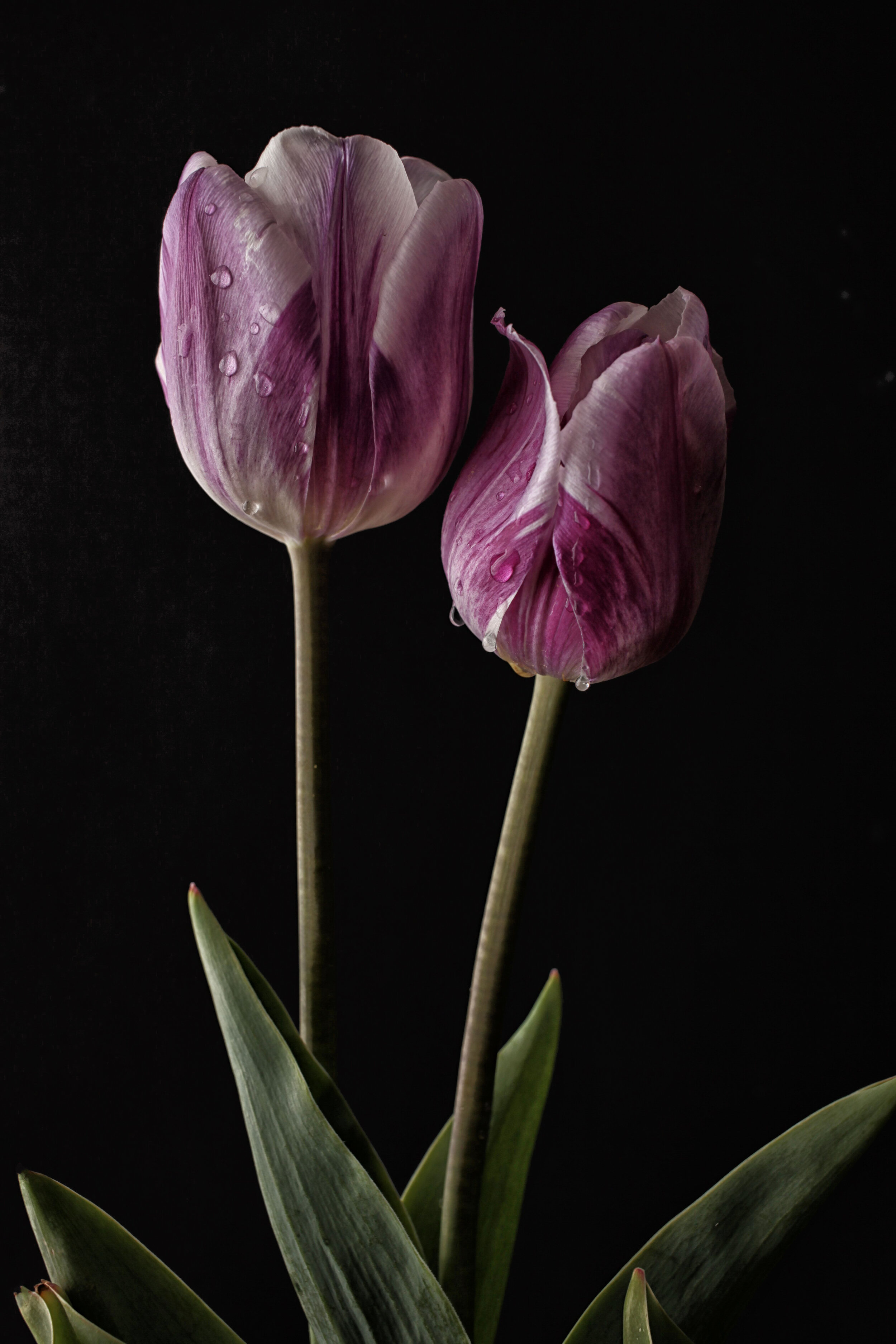 621Studios.Tulips.19.009.jpg