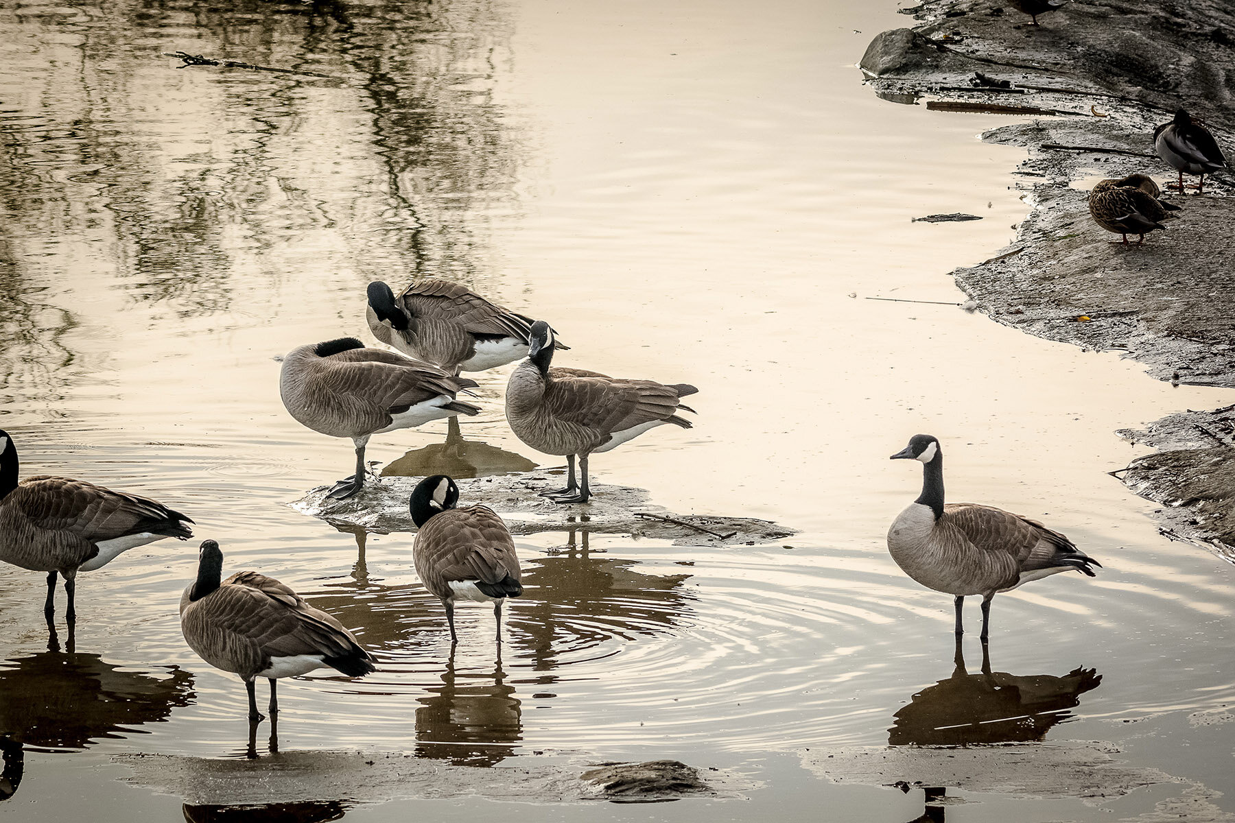 birding_natcen_20141220_2.jpg