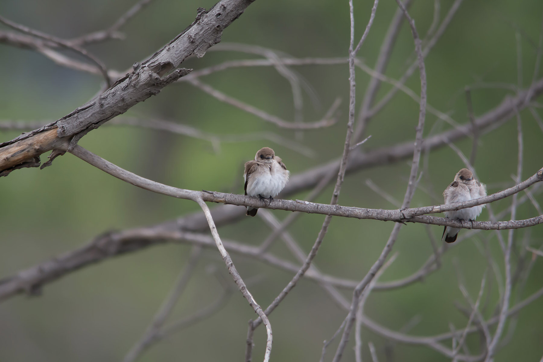 birding_natcen_20150509_1.jpg