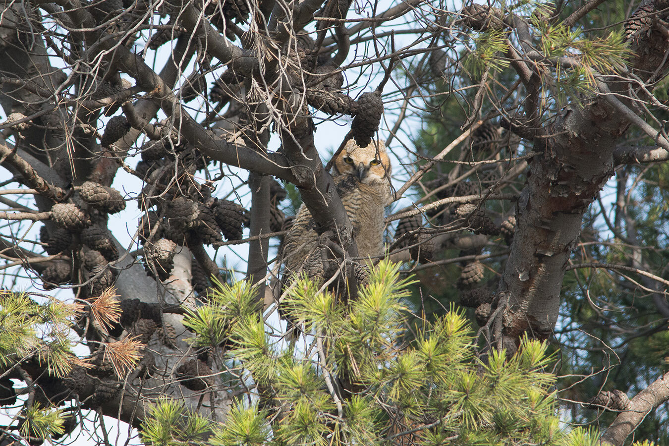 birding_natcen_20150509_3.jpg