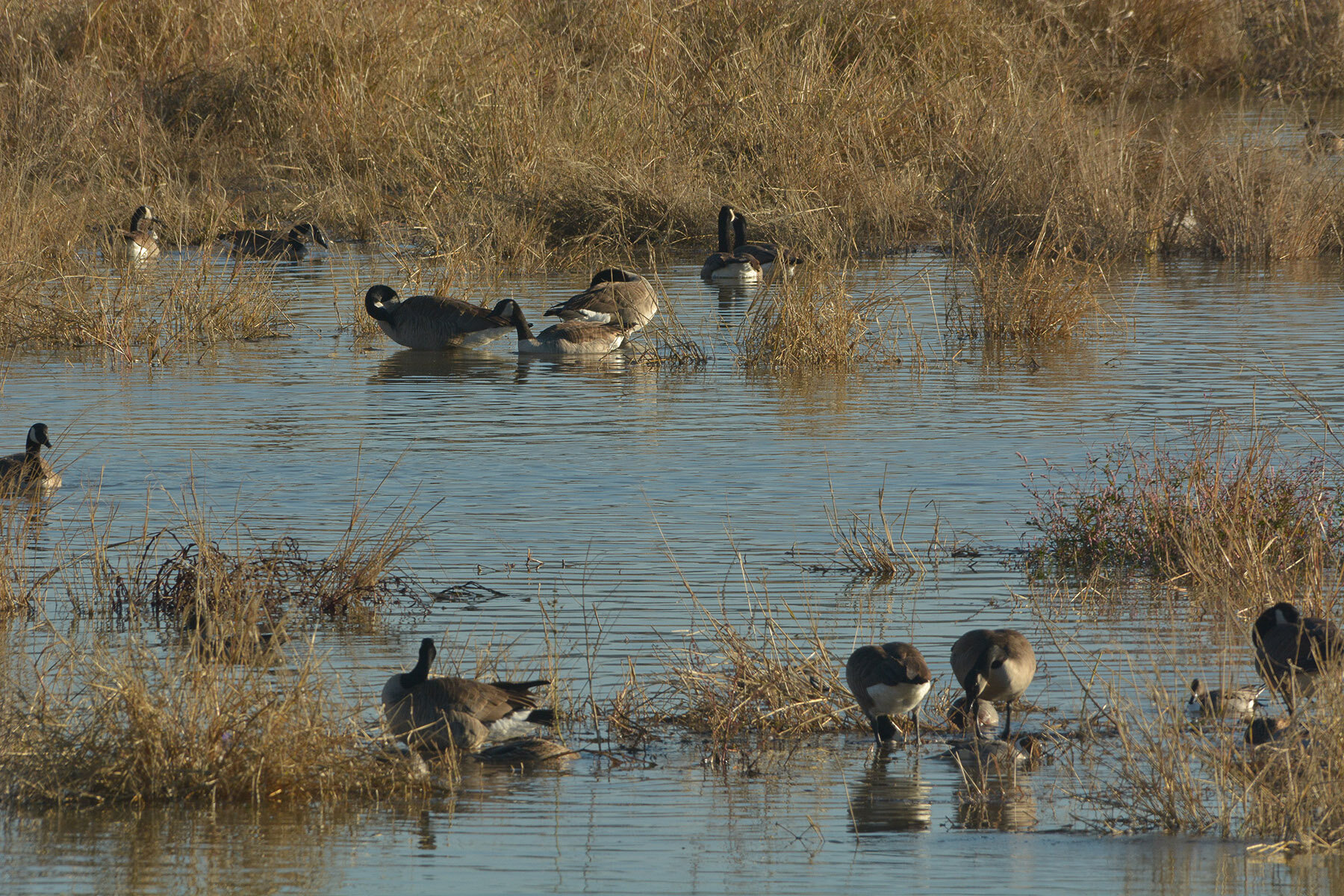 birding_sprgrnds_20181208.jpg