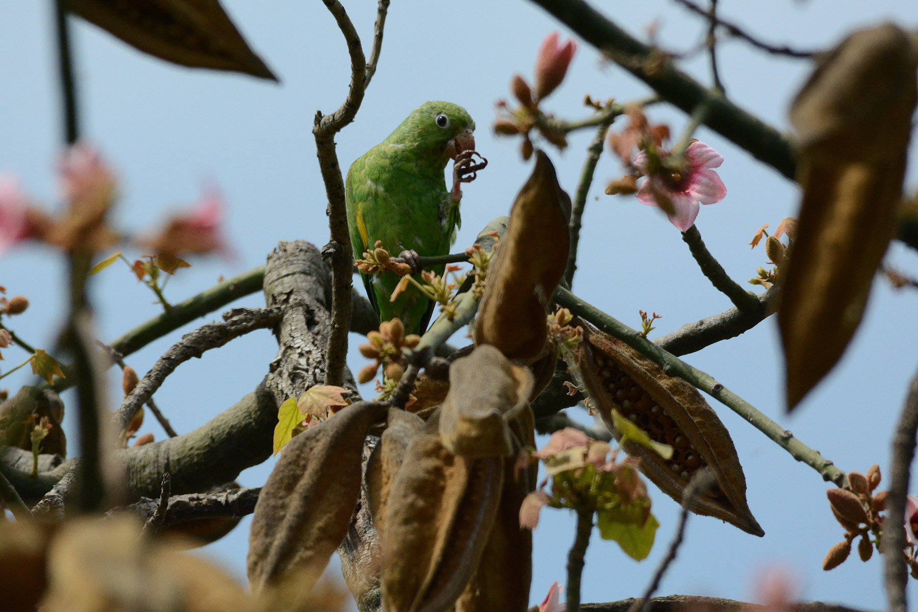 birding_legglk_20140523_3.jpg