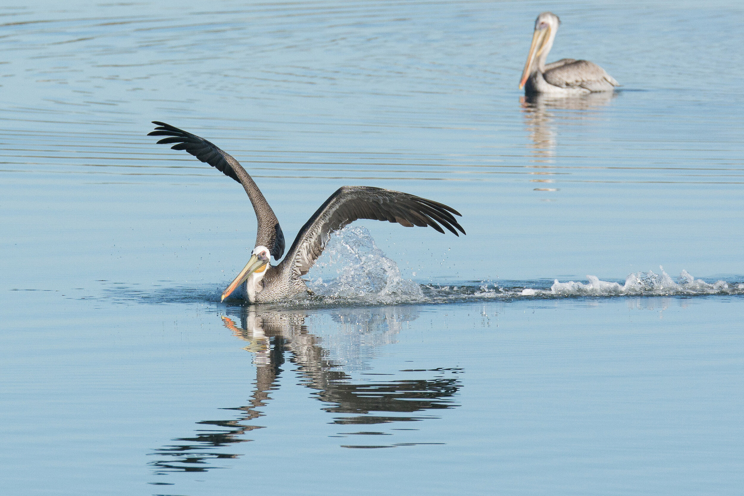 Brown Pelicans, Bolsa Chica, October 2018