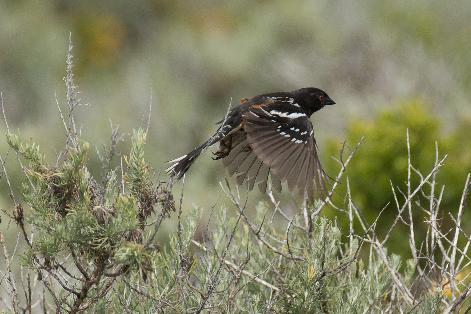 Spotted Towhee, Montaña de Oro State Park, May 2019