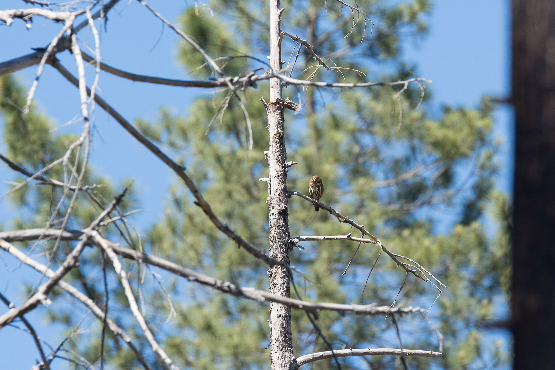 Northern Pygmy Owl, San Gabriel Mountains, June 2017