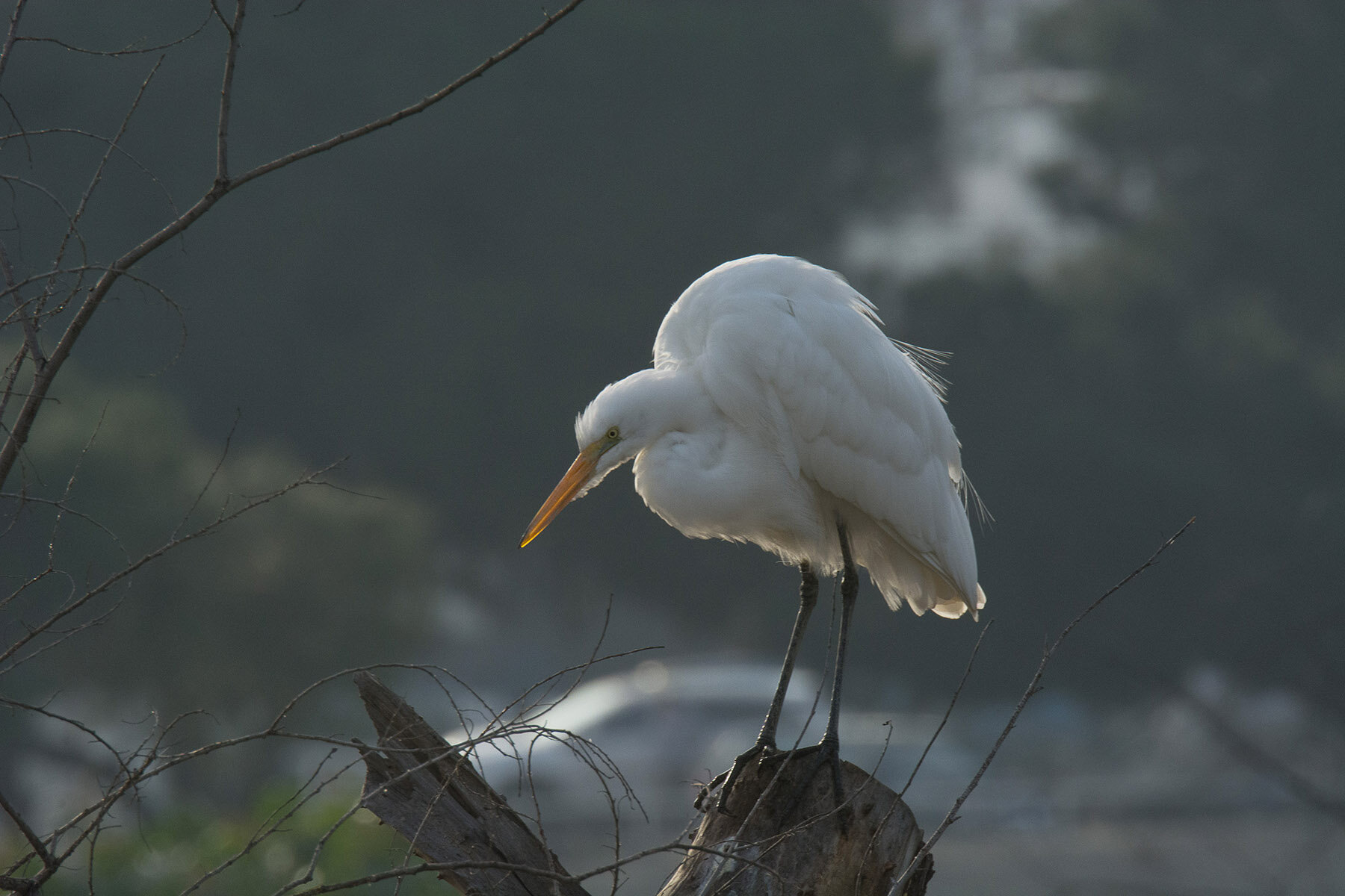 Great Egret, Whittier Narrows Nature Center, December 2019