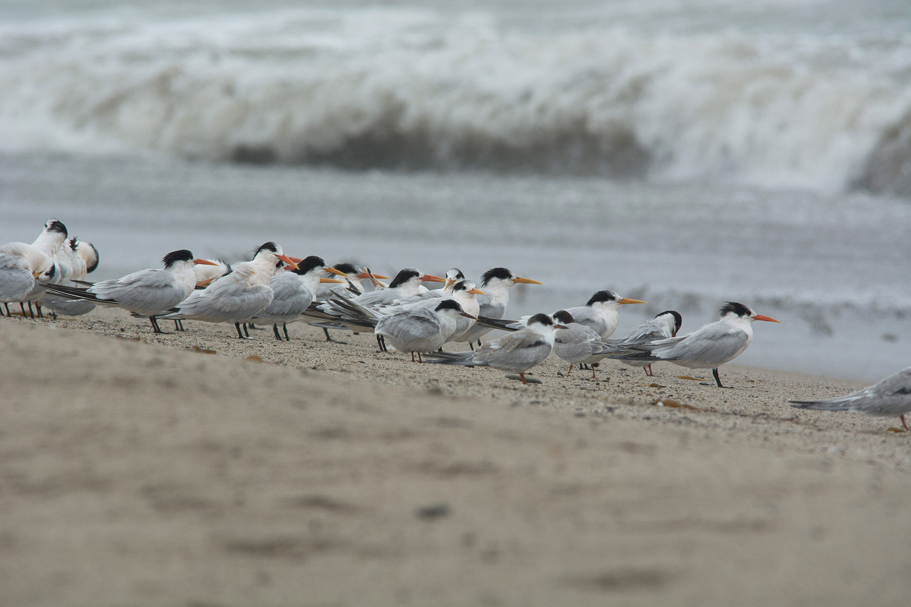 Common Terns, Ventura Beach, September 2014