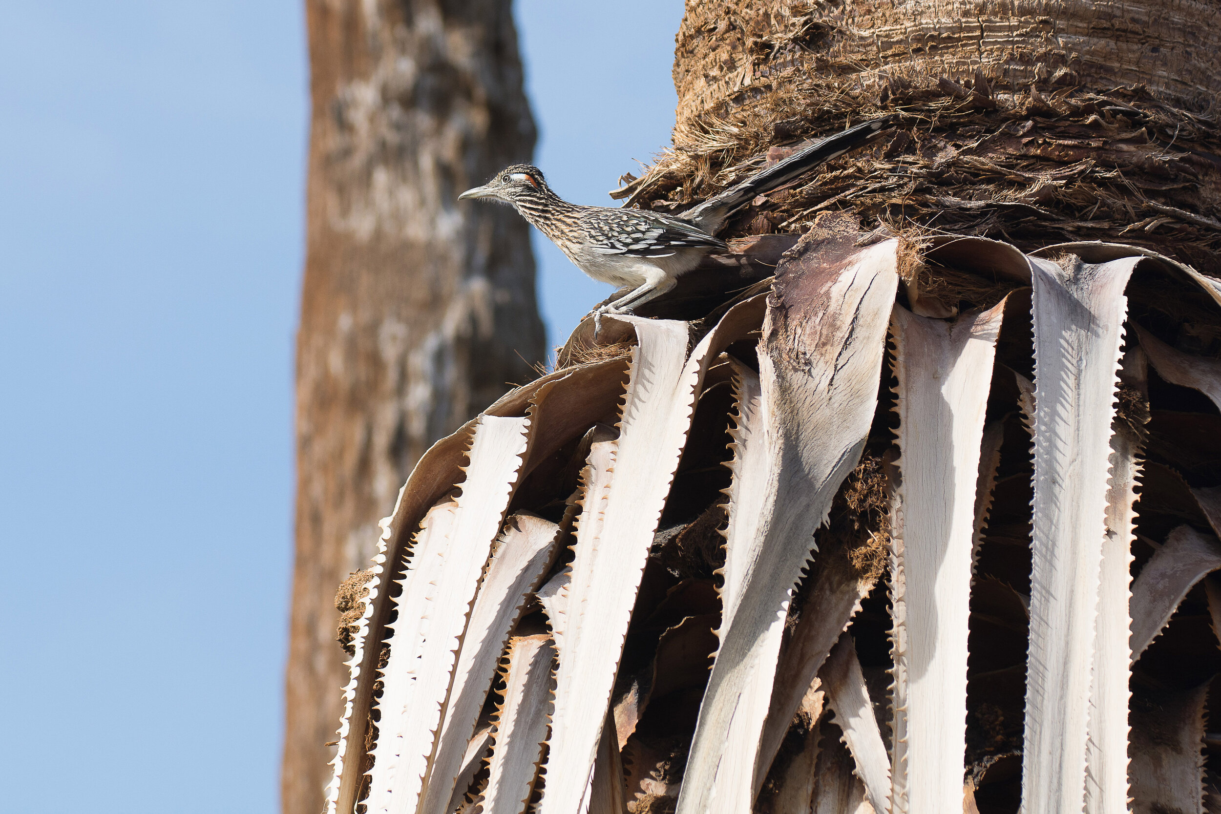 Roadrunner, Joshua Tree, March 2017