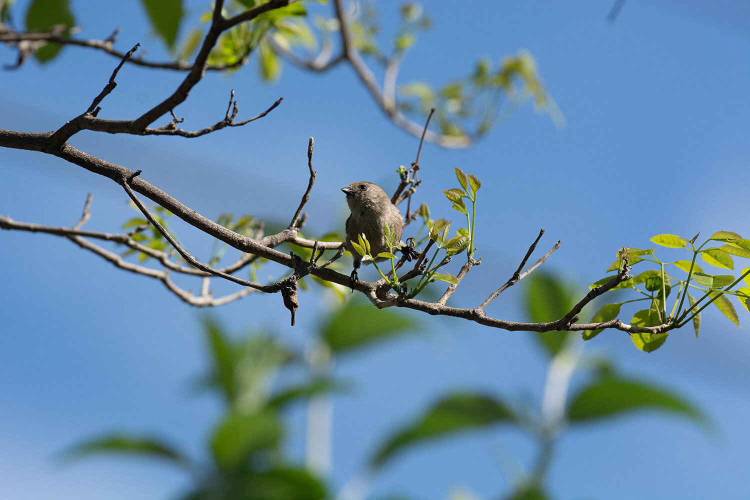 Blog1_1_Bushtit_2_20200426.jpg