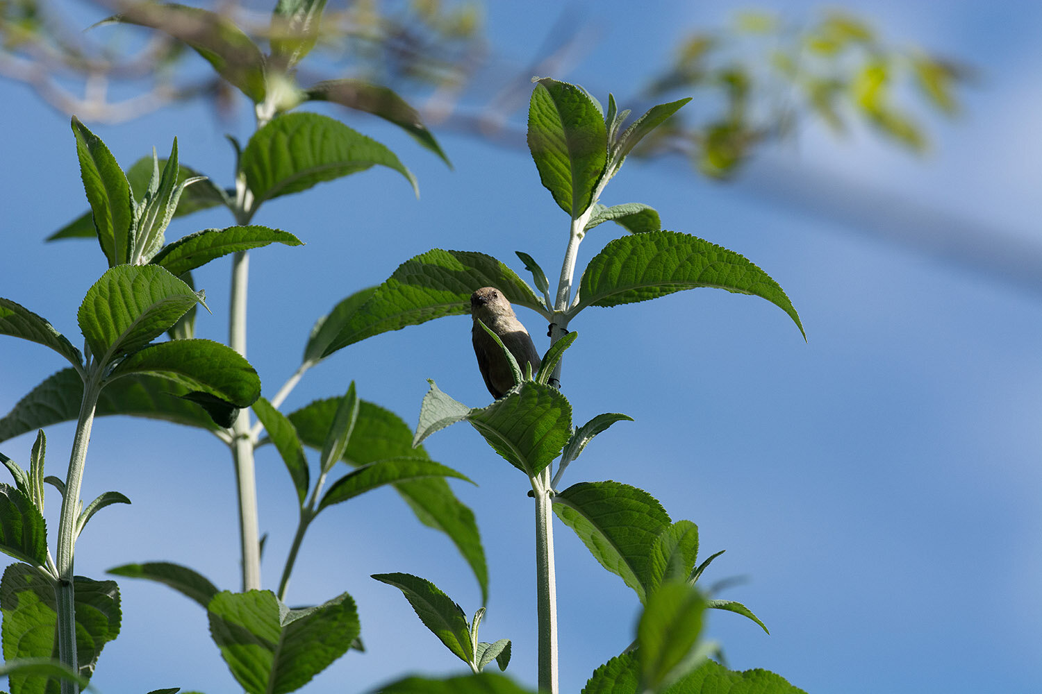 Blog1_1_Bushtit_20200426.jpg