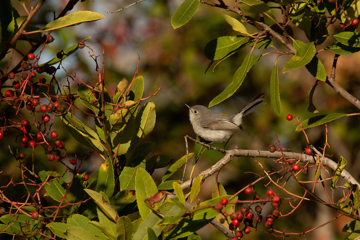 Gnatcatcher_20200118.jpg