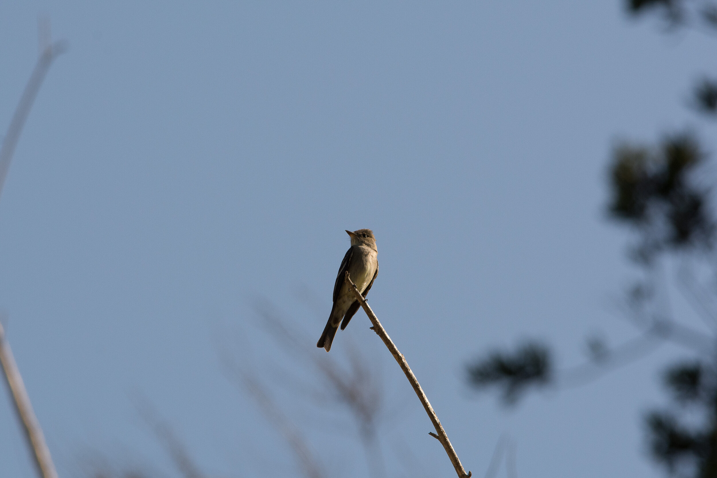 Flycatcher_20150411.jpg