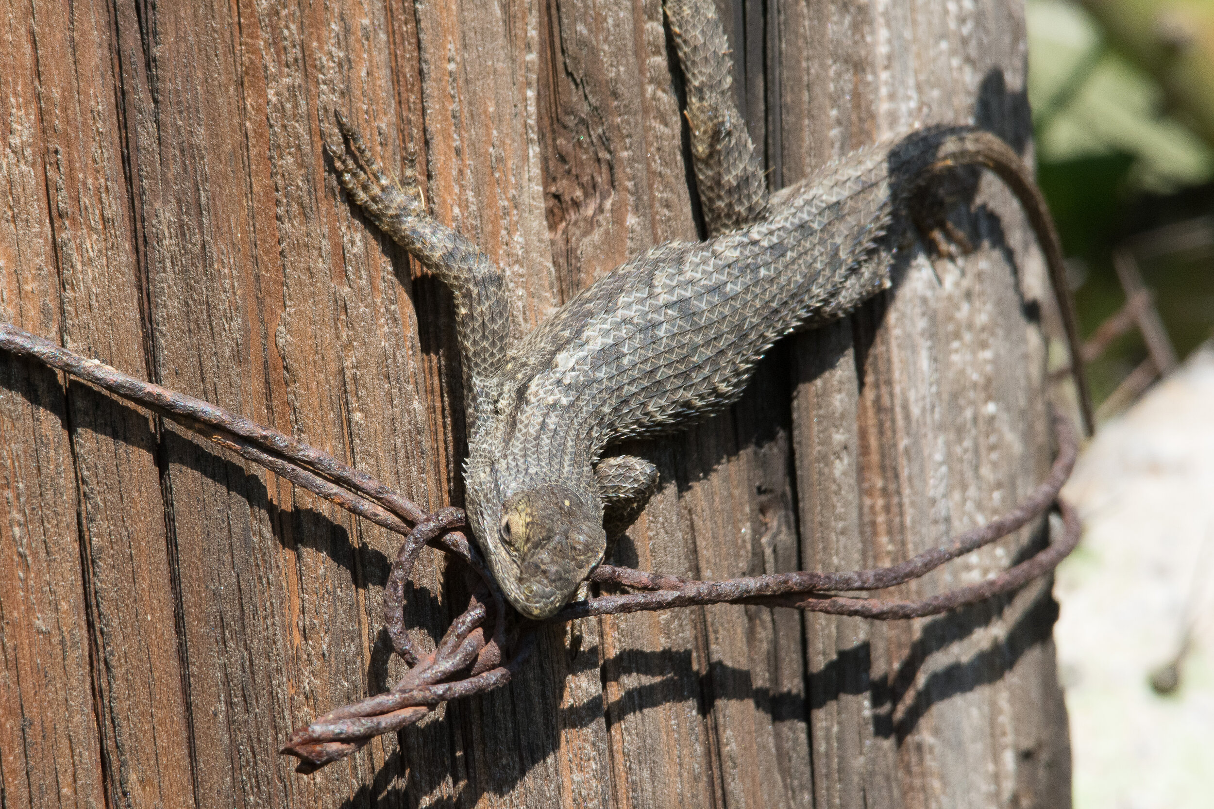 Lizard_20150411.jpg