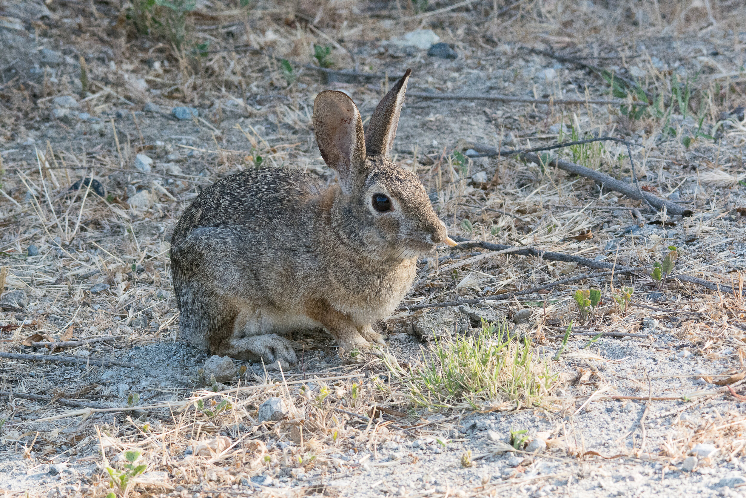 Rabbit_20150411.jpg