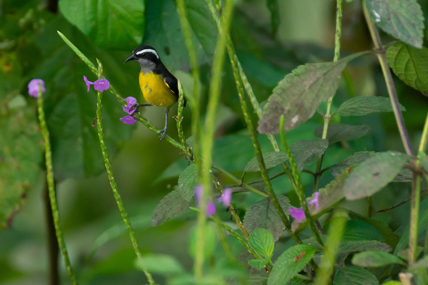 Bananaquit_20200211_fin.jpg