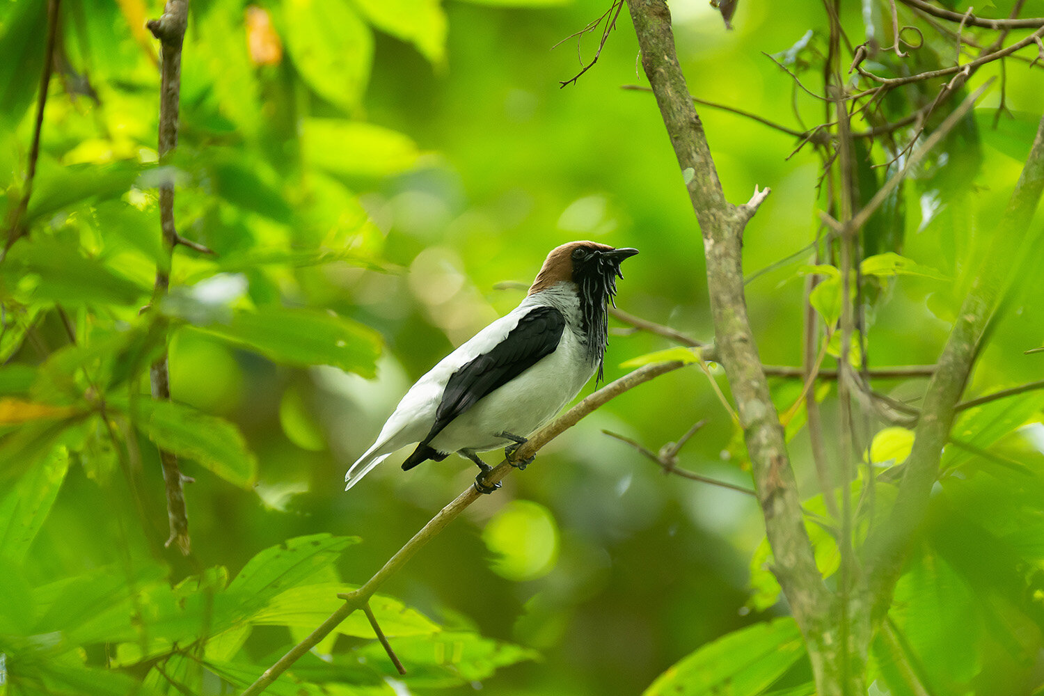 BellBird_20200211_fin.jpg