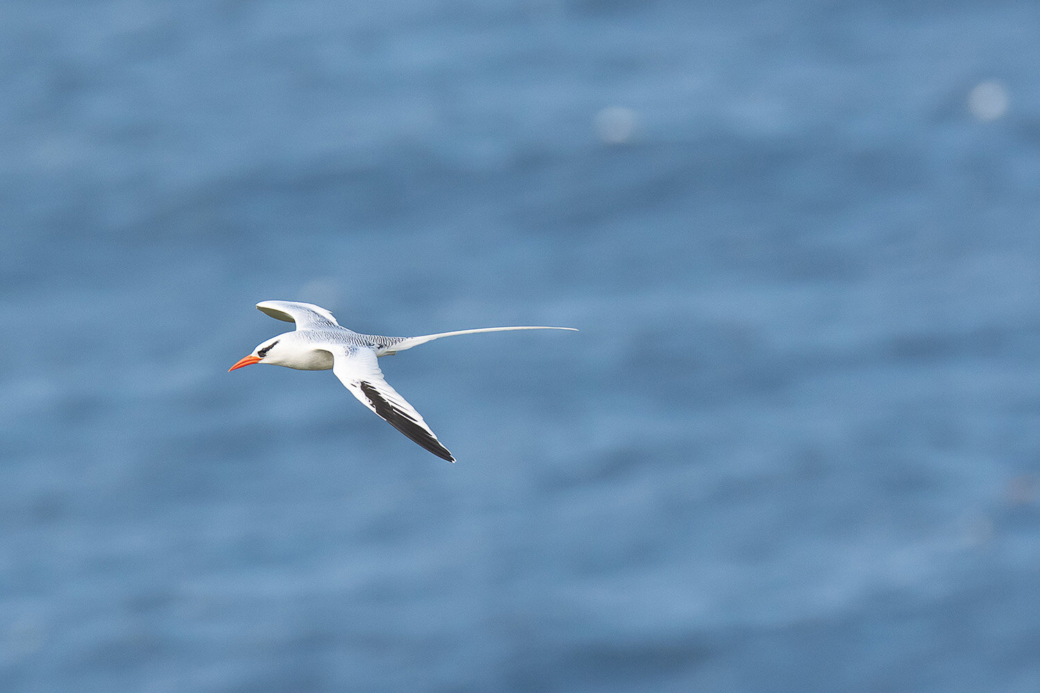 Tropicbird_20200217_fin.jpg