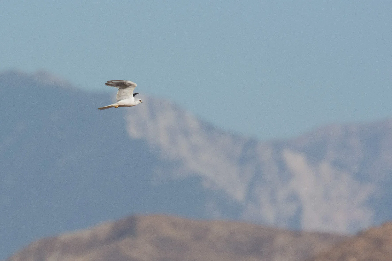 October Birding Recommendation: San Jacinto Wildlife Area