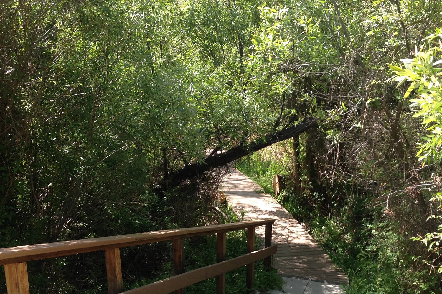May Birding Recommendation: Big Morongo Canyon