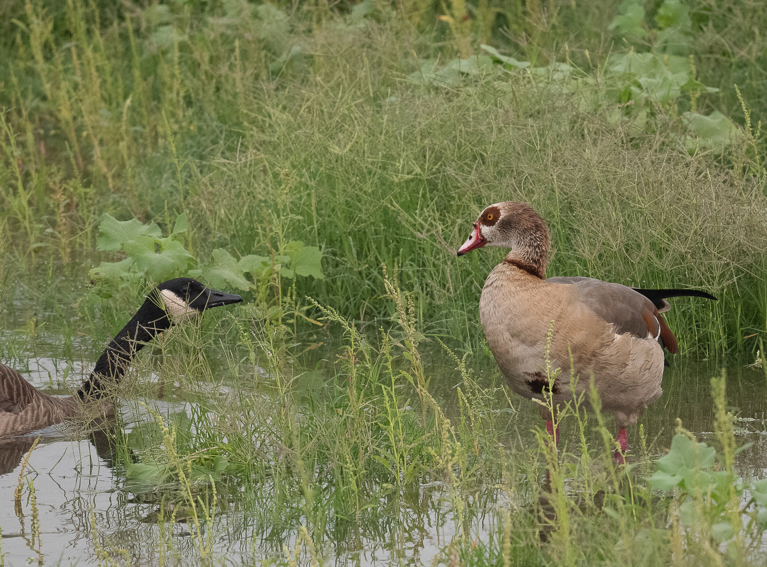 Recommended Local Bird Walk: San Gabriel Basin Spreading Grounds