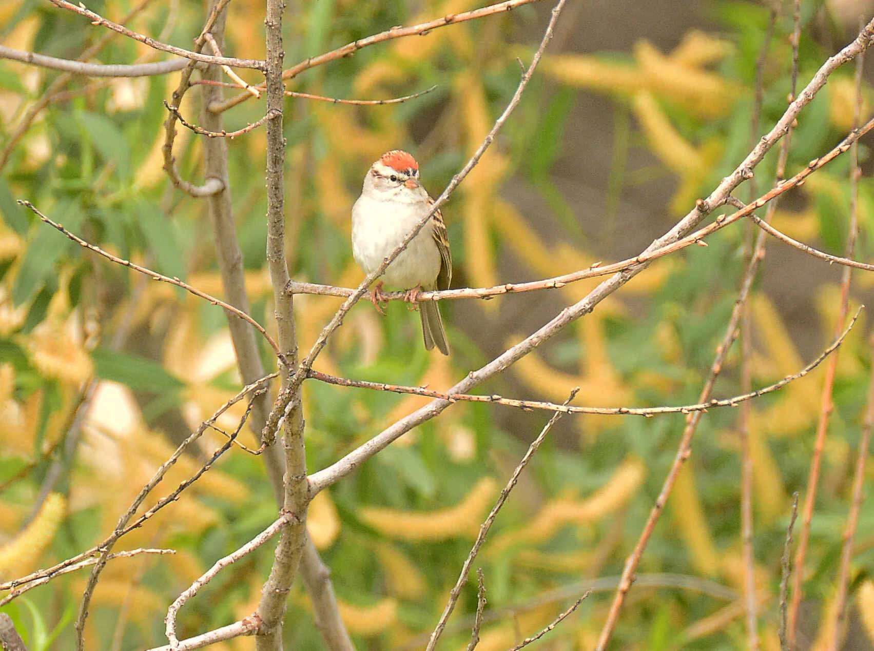 November Birding Recommendation: Veteran's Park in Sylmar