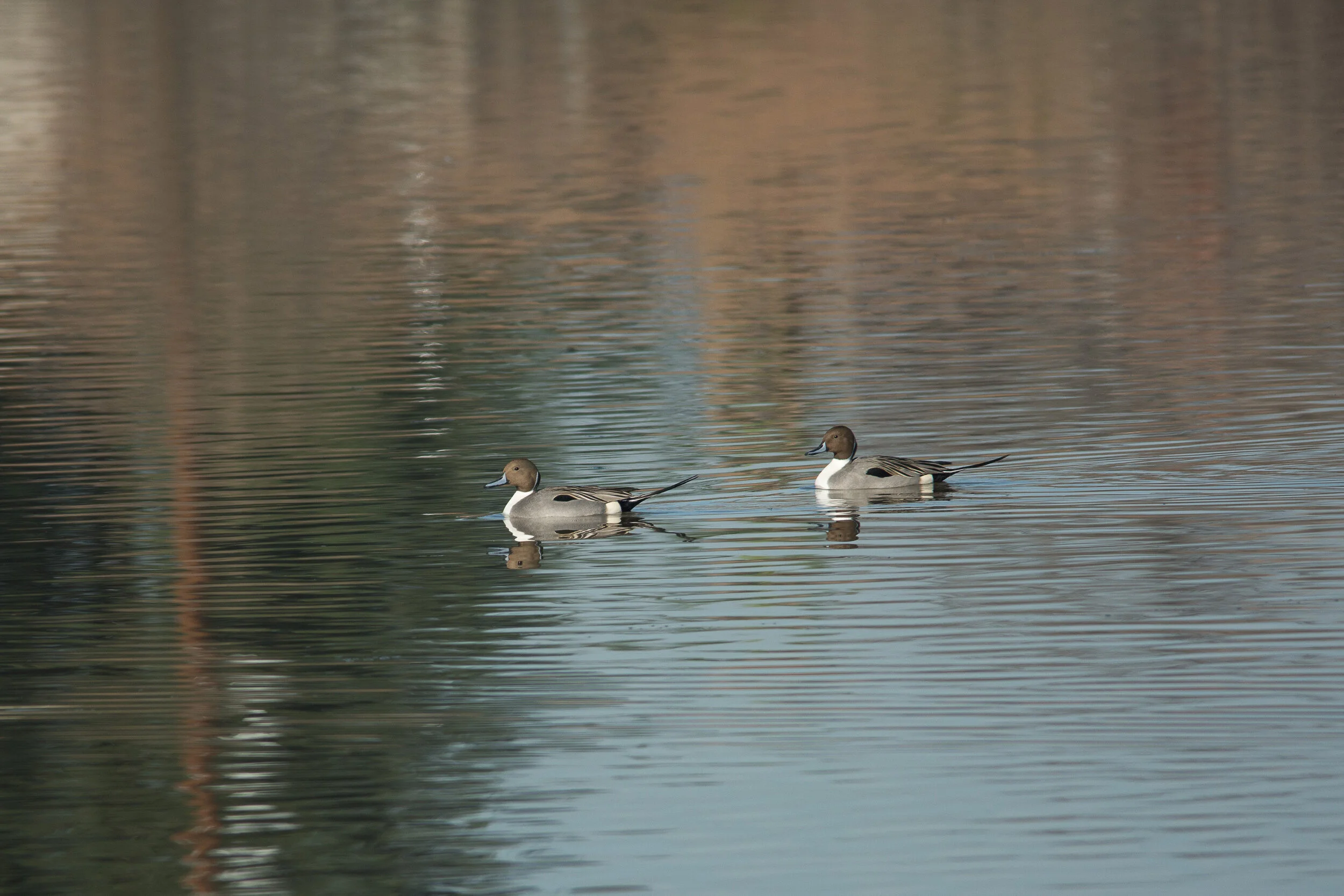 Recommended Local Bird Walk: San Gabriel Basin Spreading Grounds