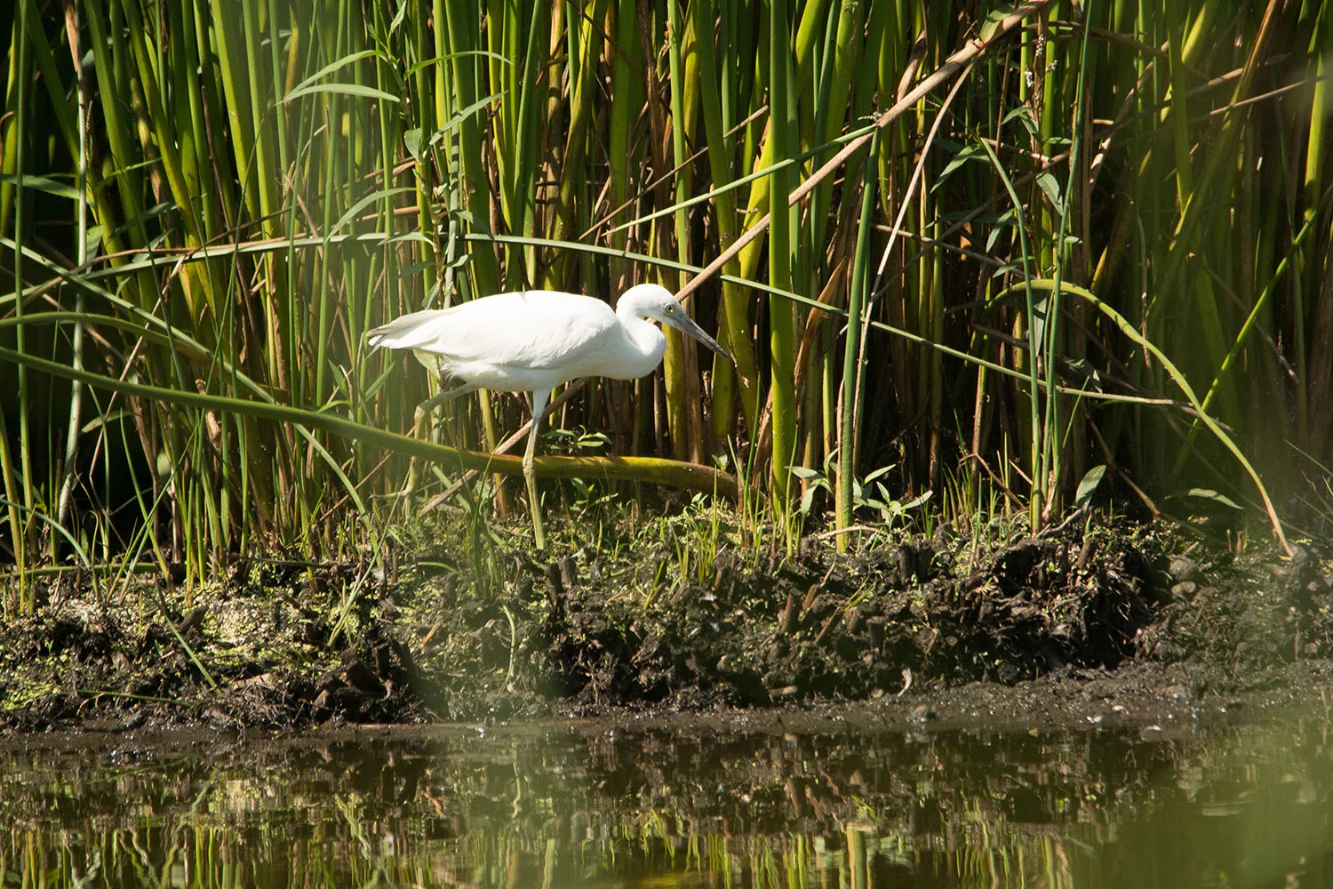 Madrona Marsh Field Trip