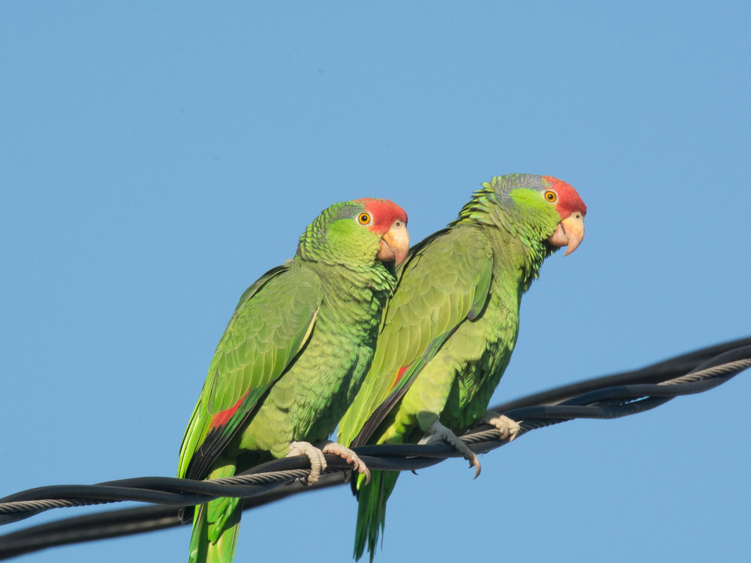 September Program (Virtual)