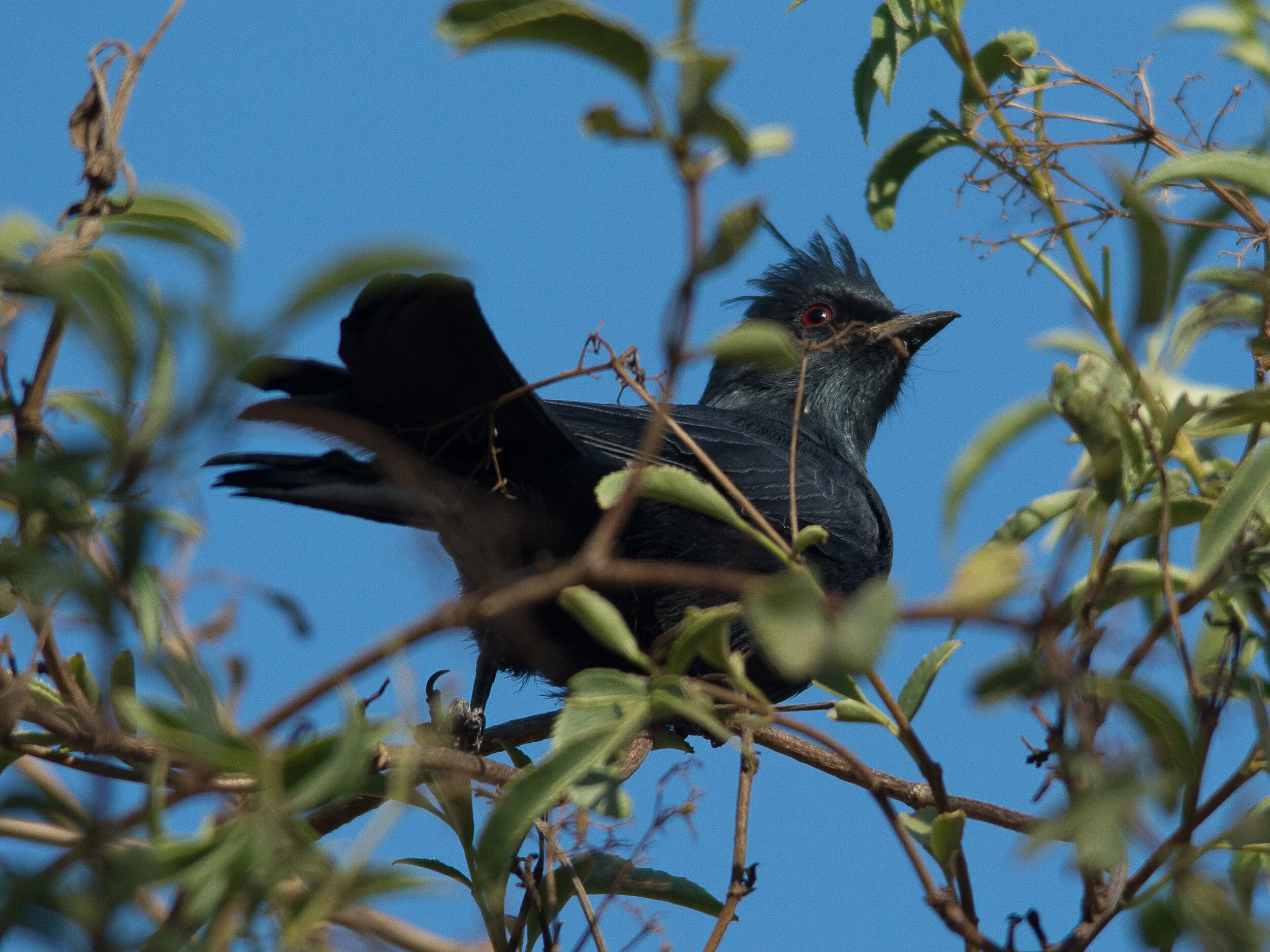 October Beginner Bird Walk
