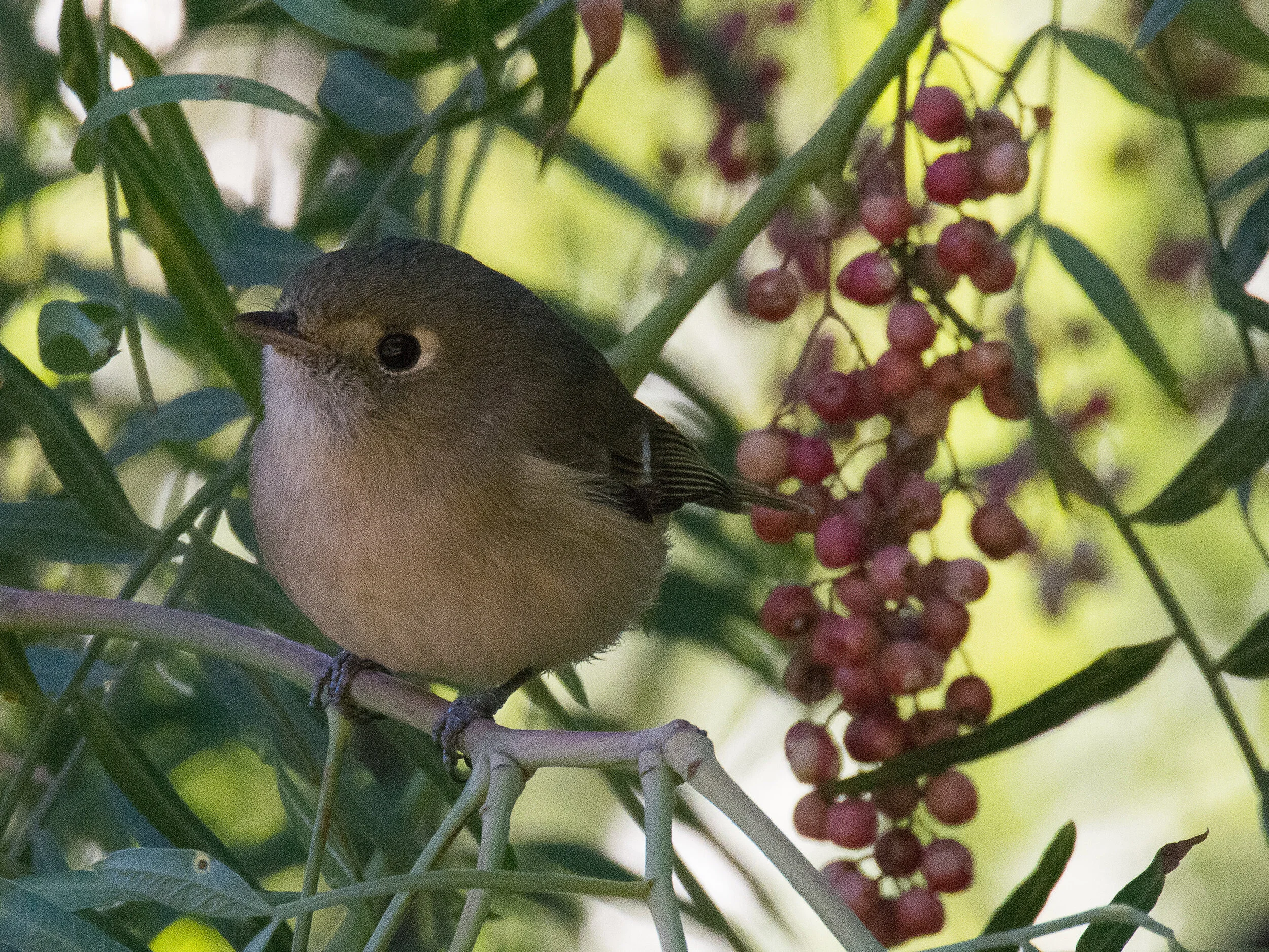 November Beginner Bird Walk