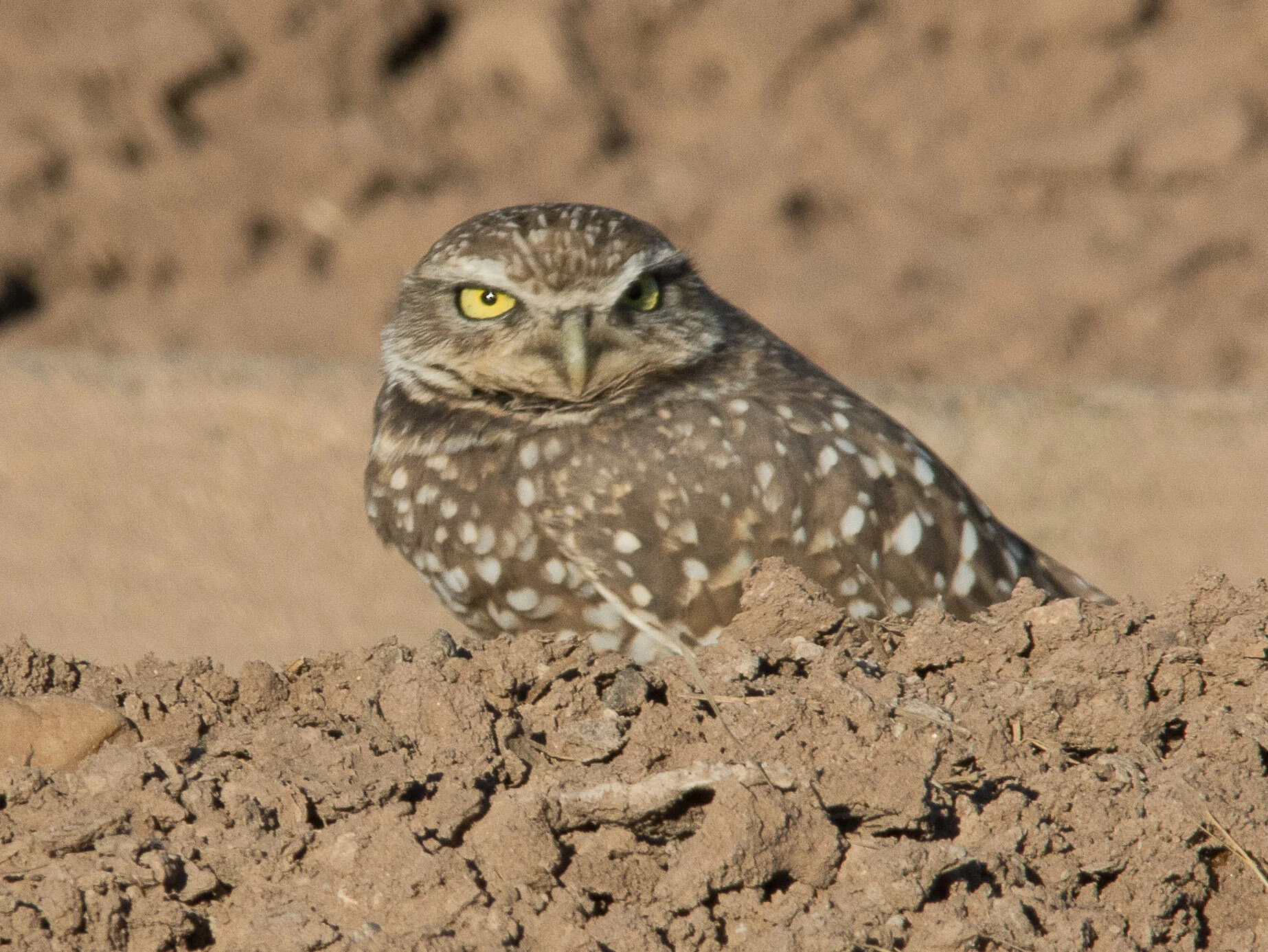 Chino Creek Wetlands and area Field Trip