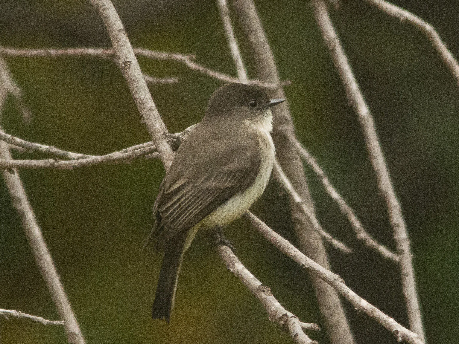 December Beginner Bird Walk