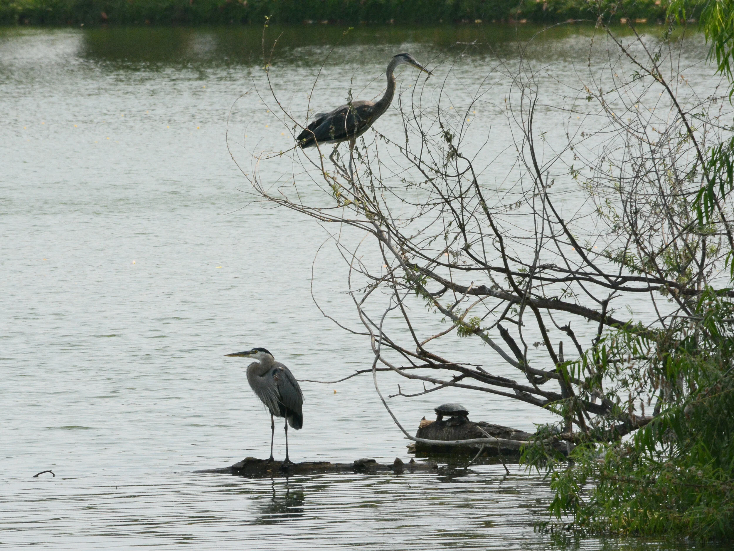 Bulmer Memorial Bird Walk