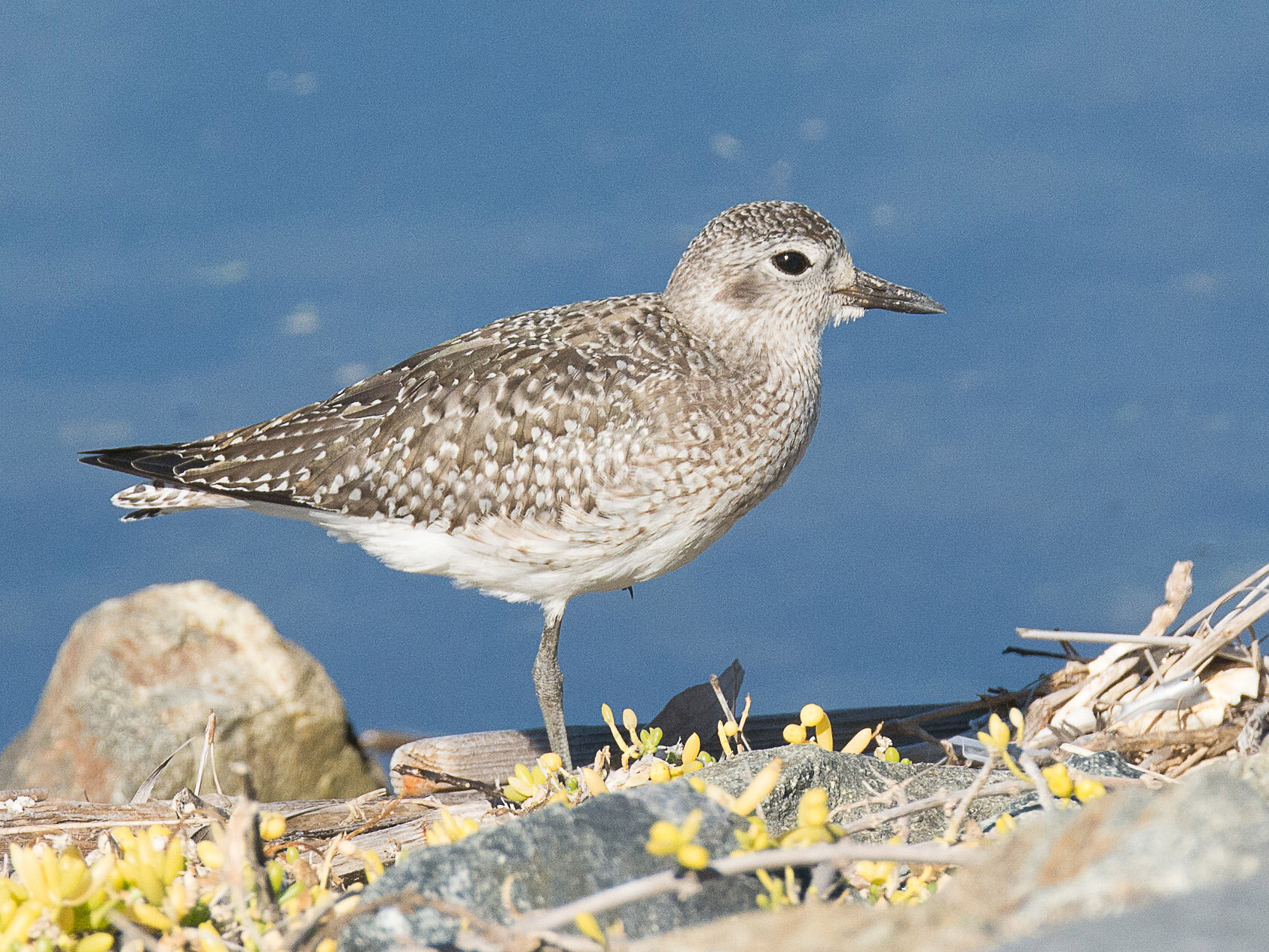Bolsa Chica Field Trip